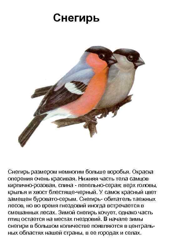 Снегирь размером немногим больше воробья. Окраска оперения очень красивая. Нижняя часть тела самцов кирпично-розовая,