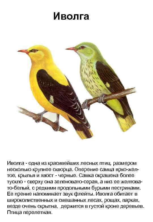 Иволга - одна из красивейших лесных птиц, размером несколько крупнее скворца. Оперение самца ярко-желтое,