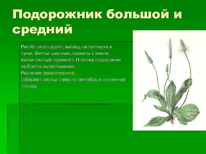 Подорожник большой и средний Растёт около дорог, жилищ, на пустырях и лугах. Листья широкие,