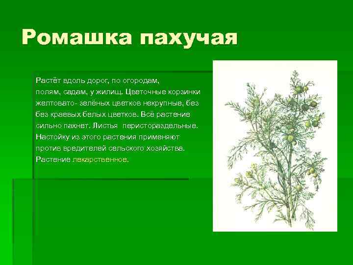 Ромашка пахучая Растёт вдоль дорог, по огородам, полям, садам, у жилищ. Цветочные корзинки желтовато-