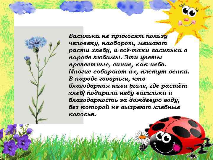 Васильки не приносят пользу человеку, наоборот, мешают расти хлебу, и всё-таки васильки в народе
