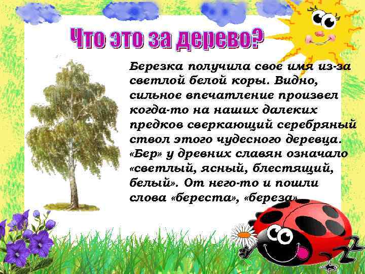 Березка получила свое имя из-за светлой белой коры. Видно, сильное впечатление произвел когда-то на