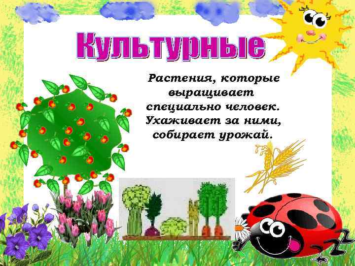 Растения, которые выращивает специально человек. Ухаживает за ними, собирает урожай. 