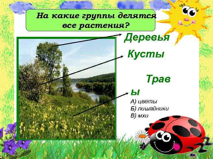 На какие группы делятся все растения? Деревья Кусты Трав ы А) цветы Б) лишайники