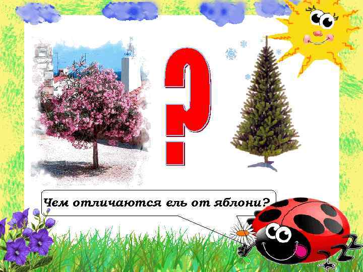Чем отличаются ель от яблони? 