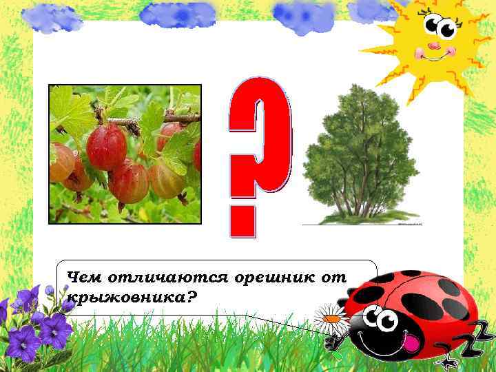 Чем отличаются орешник от крыжовника? 