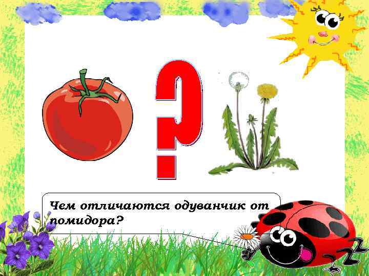 Чем отличаются одуванчик от помидора? 