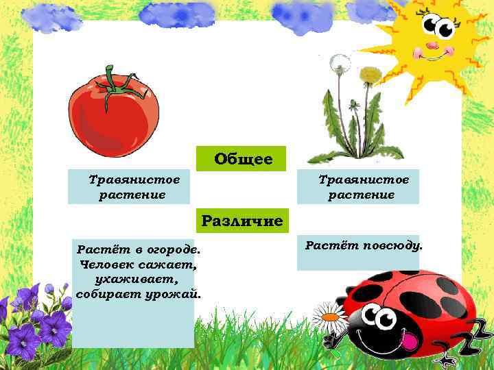 Общее Травянистое растение Различие Растёт в огороде. Человек сажает, ухаживает, собирает урожай. Растёт повсюду.