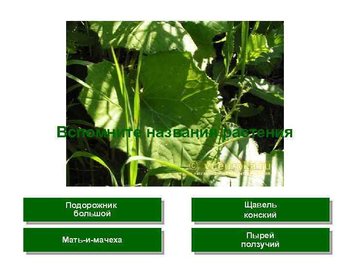 Вспомните названия растения Подорожник большой Щавель конский Мать-и-мачеха Пырей ползучий 