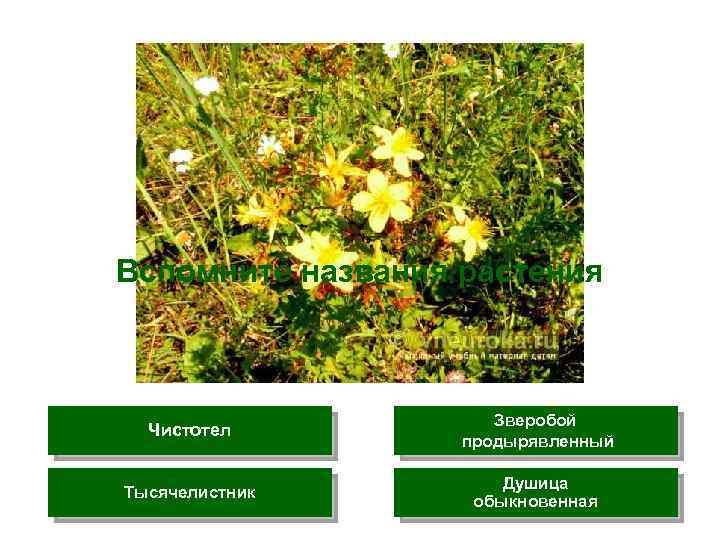 Вспомните названия растения Чистотел Зверобой продырявленный Тысячелистник Душица обыкновенная 