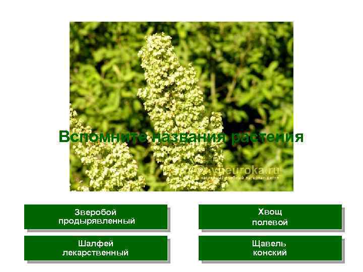 Вспомните названия растения Зверобой продырявленный Хвощ полевой Шалфей лекарственный Щавель конский 