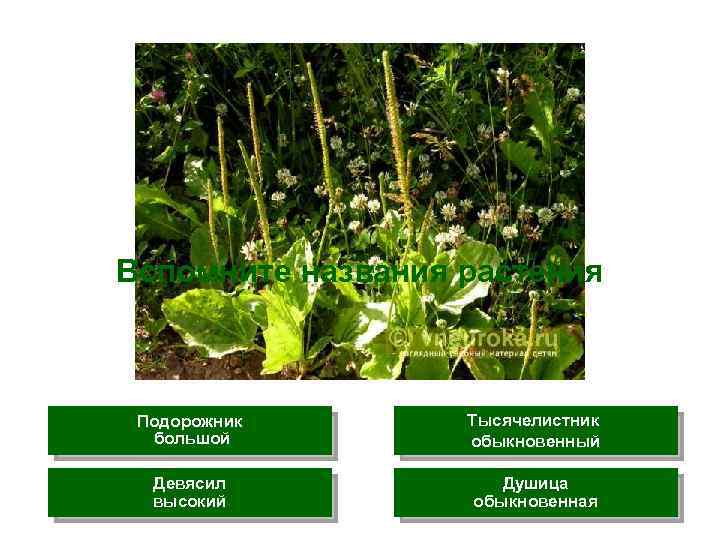 Вспомните названия растения Подорожник большой Тысячелистник обыкновенный Девясил высокий Душица обыкновенная 