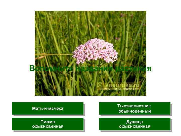 Вспомните названия растения Мать-и-мачеха Тысячелистник обыкновенный Пижма обыкновенная Душица обыкновенная 