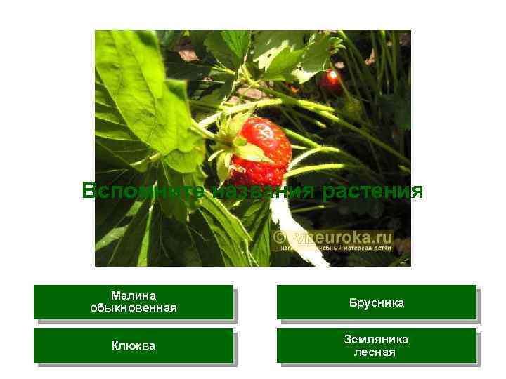 Вспомните названия растения Малина обыкновенная Брусника Клюква Земляника лесная 
