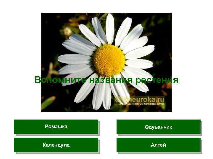 Вспомните названия растения Ромашка Одуванчик Календула Алтей 