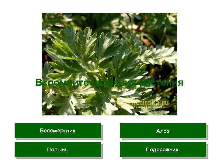 Вспомните названия растения Бессмертник Алоэ Полынь Подорожник 