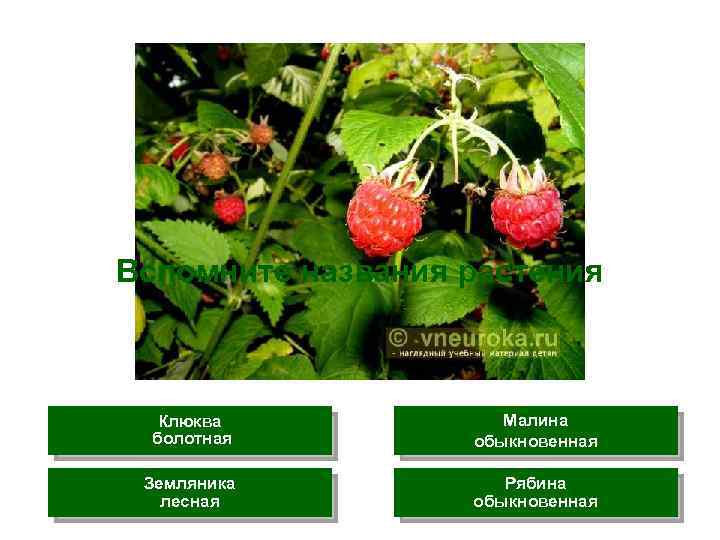 Вспомните названия растения Клюква болотная Малина обыкновенная Земляника лесная Рябина обыкновенная 