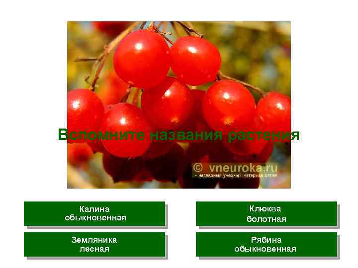 Вспомните названия растения Калина обыкновенная Клюква болотная Земляника лесная Рябина обыкновенная 