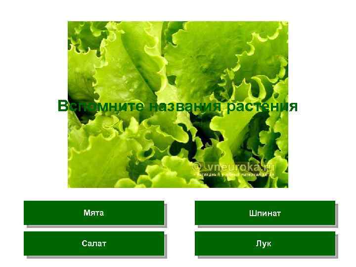 Вспомните названия растения Мята Шпинат Салат Лук 