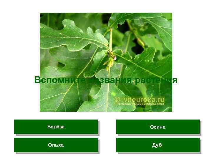 Вспомните названия растения Берёза Осина Ольха Дуб 