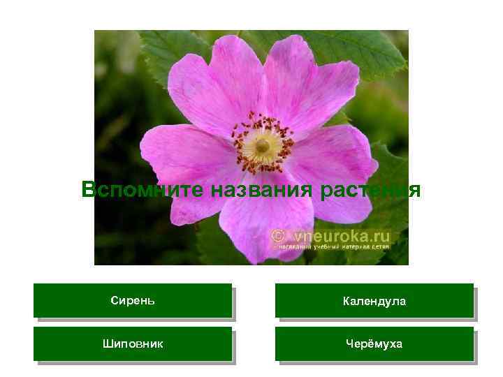 Вспомните названия растения Сирень Календула Шиповник Черёмуха 