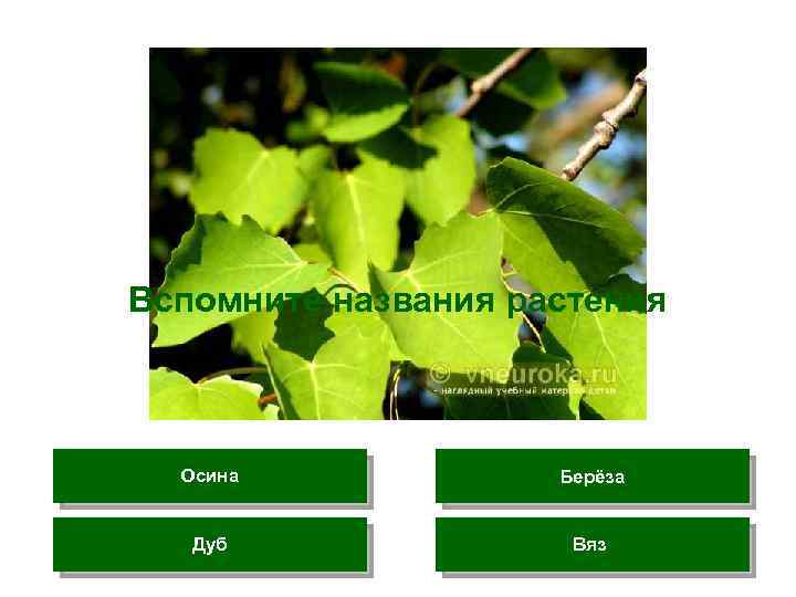 Вспомните названия растения Осина Берёза Дуб Вяз 