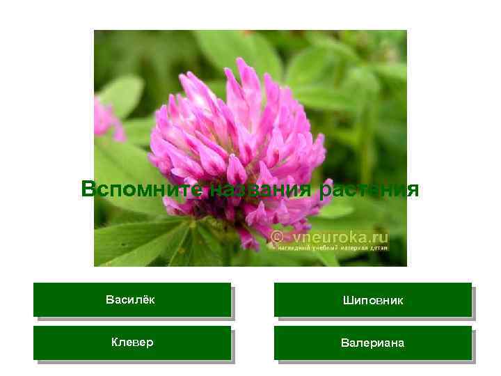 Вспомните названия растения Василёк Шиповник Клевер Валериана 