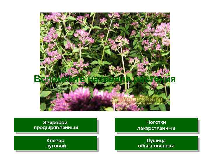 Вспомните названия растения Зверобой продырявленный Ноготки лекарственные Клевер луговой Душица обыкновенная 