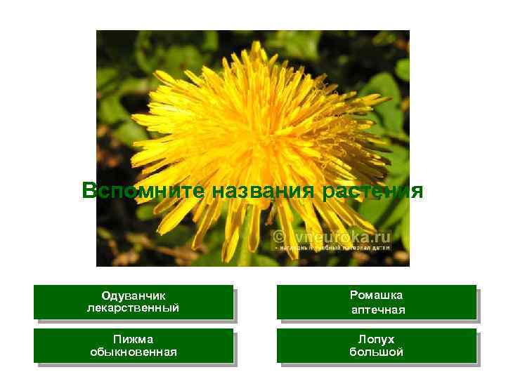 Вспомните названия растения Одуванчик лекарственный Ромашка аптечная Пижма обыкновенная Лопух большой 