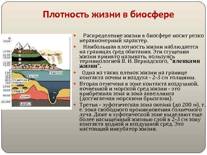 Плотность жизни в биосфере Распределение жизни в биосфере носит резко неравномерный характер. Наибольшая плотность