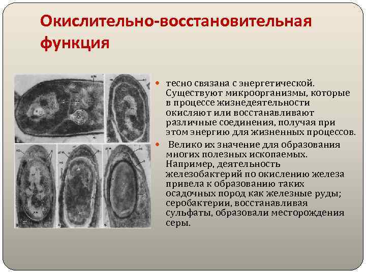 Окислительно-восстановительная функция тесно связана с энергетической. Существуют микроорганизмы, которые в процессе жизнедеятельности окисляют или