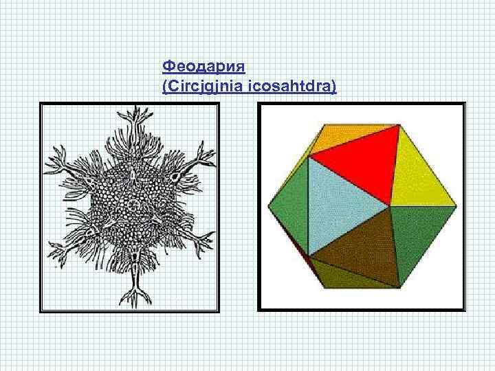 Феодария (Circjgjnia icosahtdra) 