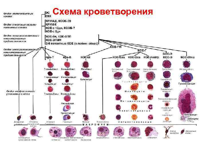Схема кроветворения 