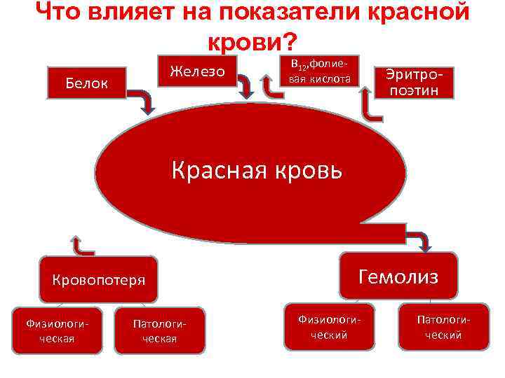 Что влияет на показатели красной крови? Железо Белок В 12, фолиевая кислота Эритропоэтин Красная