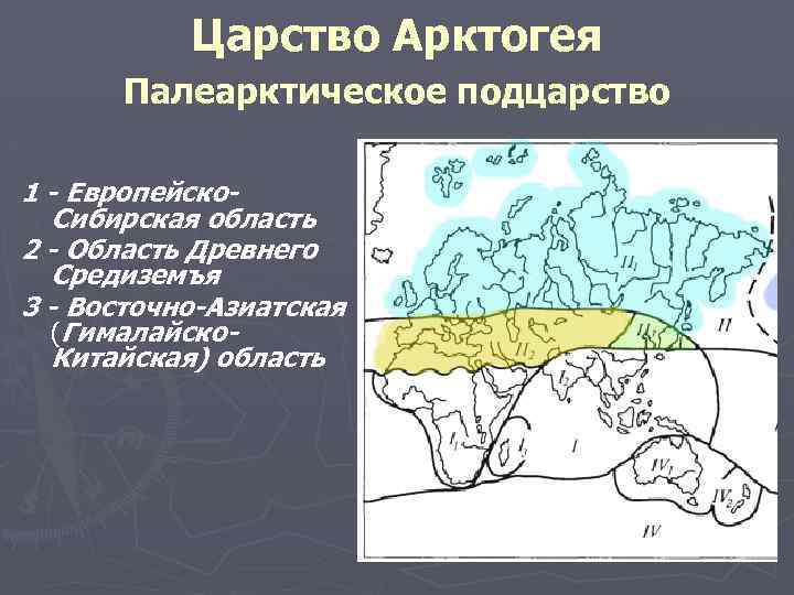 Царство Арктогея Палеарктическое подцарство 1 - Европейско. Сибирская область 2 - Область Древнего Средиземъя
