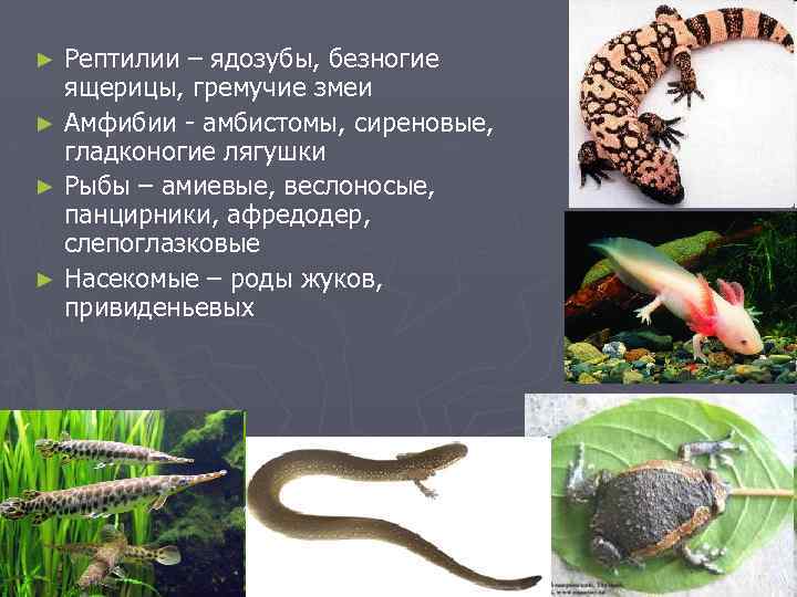 Рептилии – ядозубы, безногие ящерицы, гремучие змеи ► Амфибии - амбистомы, сиреновые, гладконогие лягушки