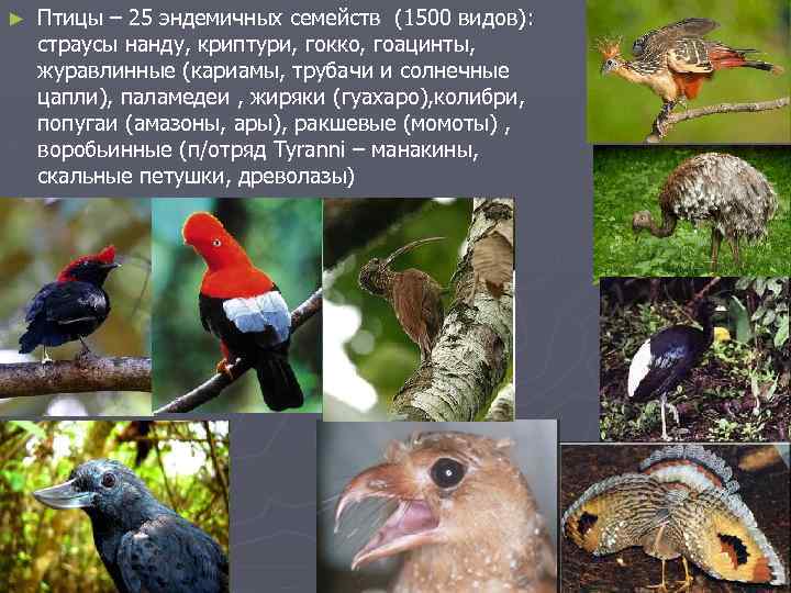 ► Птицы – 25 эндемичных семейств (1500 видов): страусы нанду, криптури, гокко, гоацинты, журавлинные