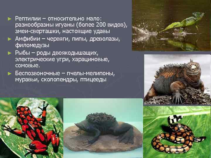 Рептилии – относительно мало: разнообразны игуаны (более 200 видов), змеи-сверташки, настоящие удавы ► Амфибии