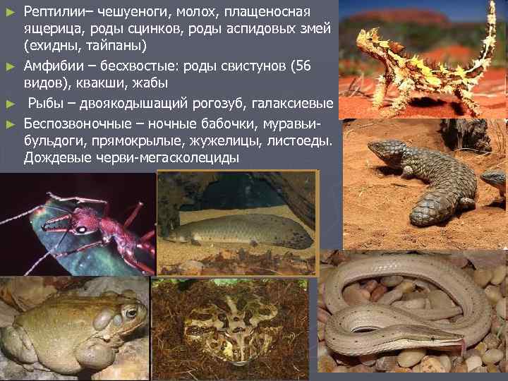 Рептилии– чешуеноги, молох, плащеносная ящерица, роды сцинков, роды аспидовых змей (ехидны, тайпаны) ► Амфибии