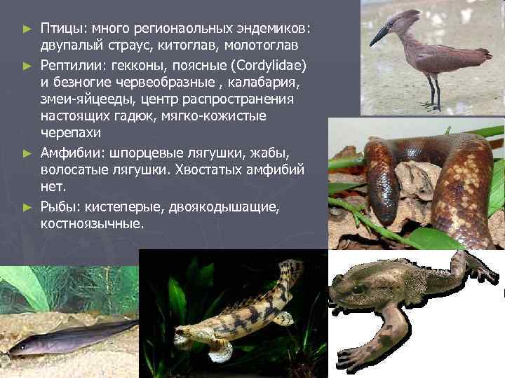 Птицы: много регионаольных эндемиков: двупалый страус, китоглав, молотоглав ► Рептилии: гекконы, поясные (Cordylidae) и