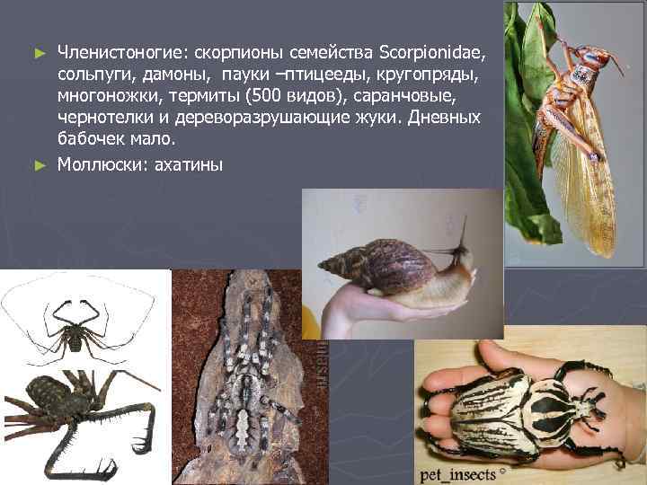 Какой тип питания характерен для морского скорпиона. Скорпион семейство членистоногих. Скорпион членистоногое или паукообразное. Нервная система сольпуги. От каких животных произошли моллюски.