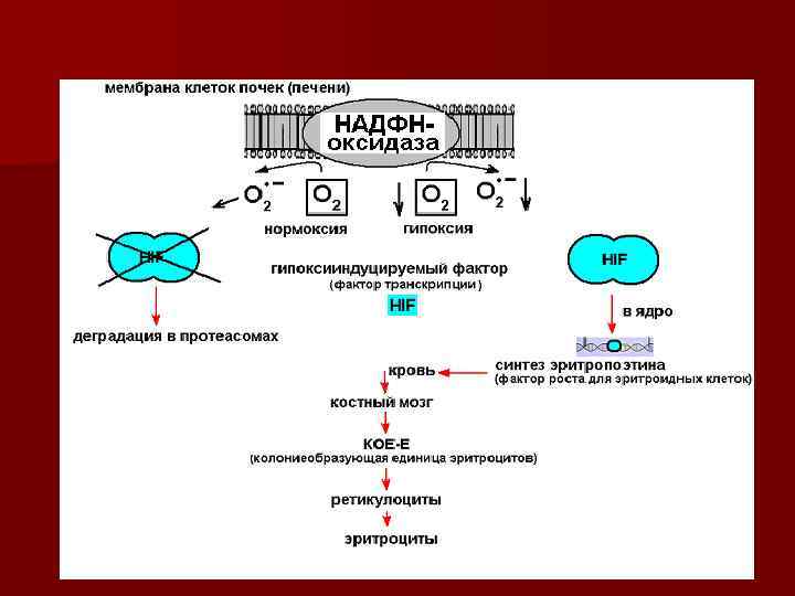 Клетки печени в дистиллированной воде. НАДФН используется для. НАДФН оксидаза. НАДФН оксидаза макрофагов.
