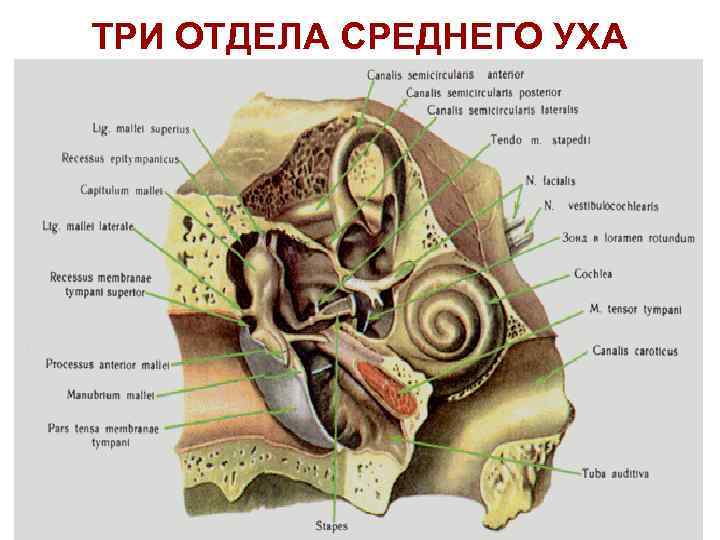 ТРИ ОТДЕЛА СРЕДНЕГО УХА 