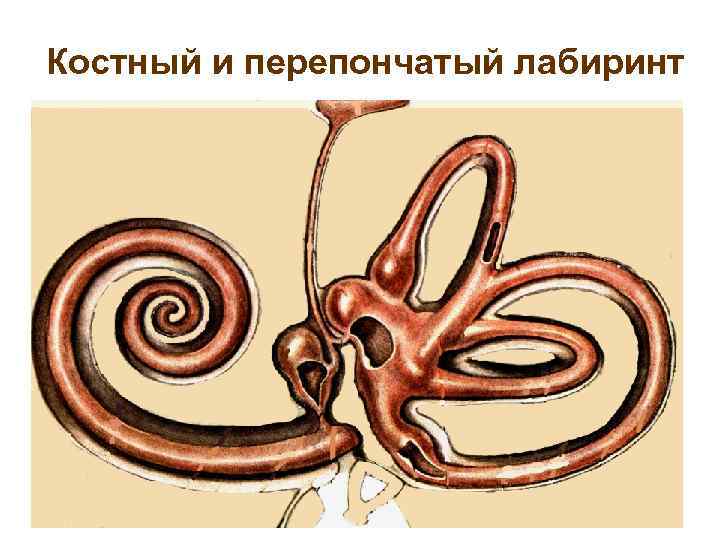 Костный и перепончатый лабиринт 