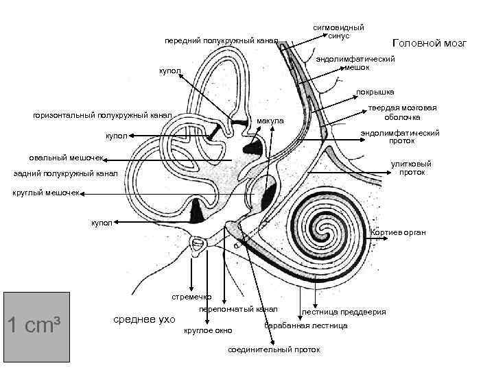передний полукружный канал сигмовидный синус Головной мозг эндолимфатический мешок купол покрышка горизонтальный полукружный канал