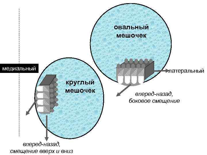 овальный мешочек медиальный латеральный круглый мешочек вперед-назад, смещение вверх и вниз вперед-назад, боковое смещение