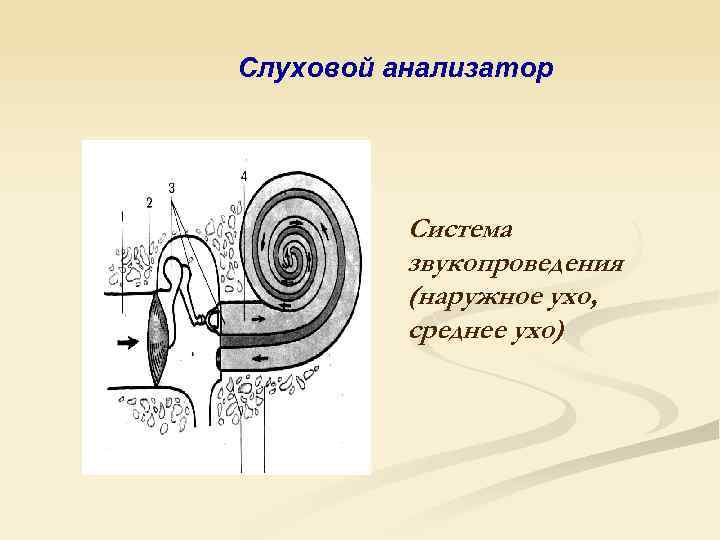 Слуховой анализатор Система звукопроведения (наружное ухо, среднее ухо) 