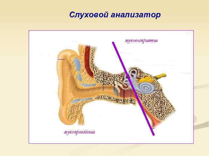 Слуховой анализатор звуковосприятие звукопроведение 