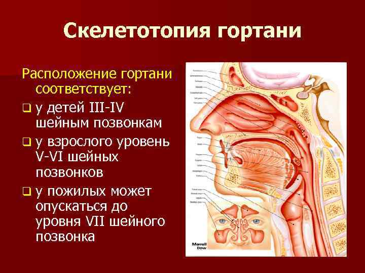 Анатомия и физиология гортани лор презентация