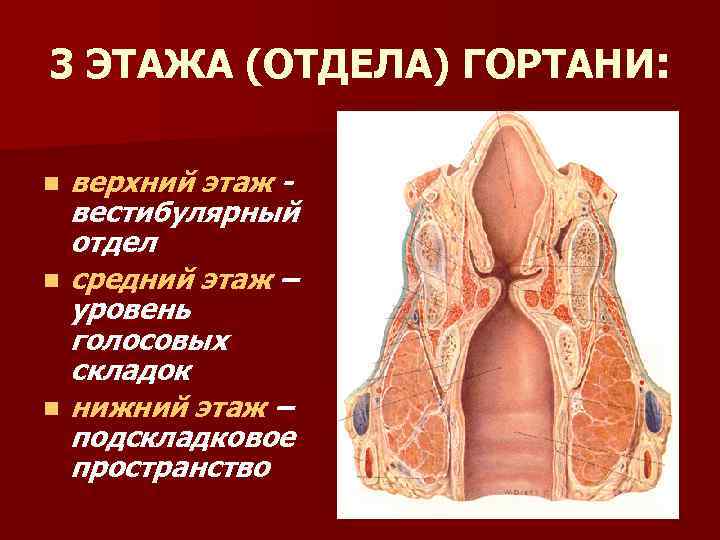 Преддверие гортани ограничено. Этажи гортани анатомия.